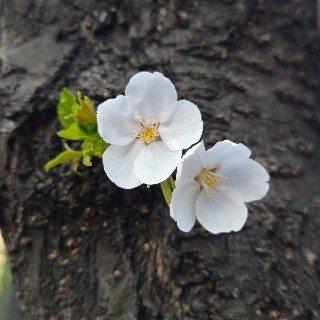 한마디말이 꽃향기가 되기를~🎐
