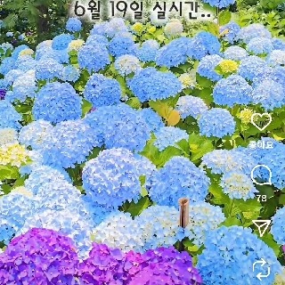 희야