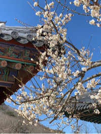 삼팡