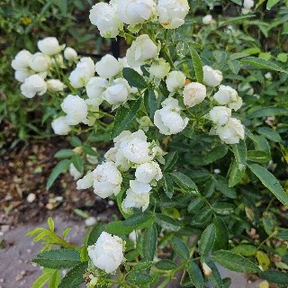 ashhhhhu 유저 프로필 이미지