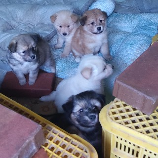 문수애시앙정팀장