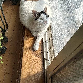 양고