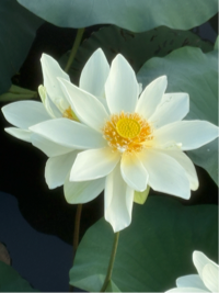 유저 프로필 사진