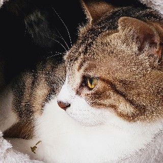 프로필 이미지