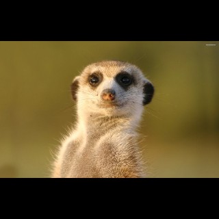 유저 프로필 사진