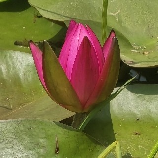 수련