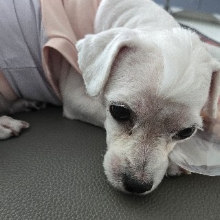 꽁지♡