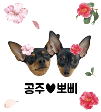 ❤️‍🔥공주뽀삐❤️‍🔥 