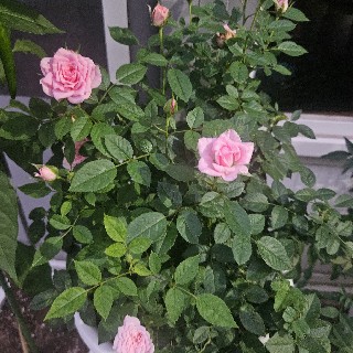 프로필 이미지