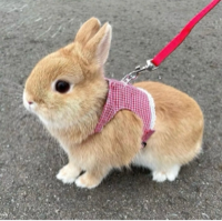 간식용산책🐰💗