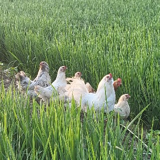 청주살이~