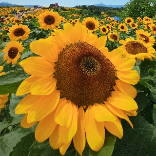 유저 프로필 사진