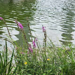 유저 프로필 사진