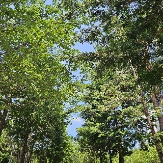 라온