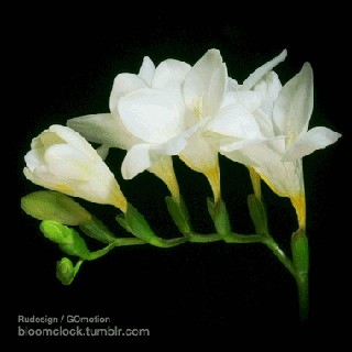 화곡(花谷)