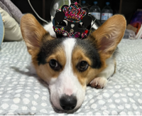 김혜정#dub1님의 프로필 이미지