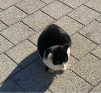 고먐미#T4Zg님의 프로필 이미지