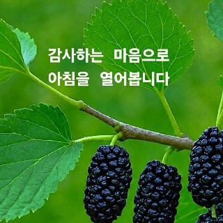군고9미