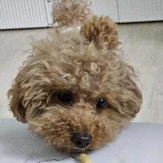 망고망고☘️