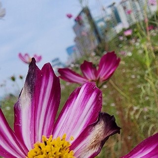 💓💛💚은빛두꺼비