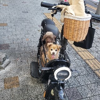 동이정이