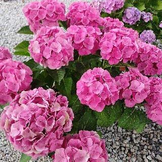 유저 프로필 사진