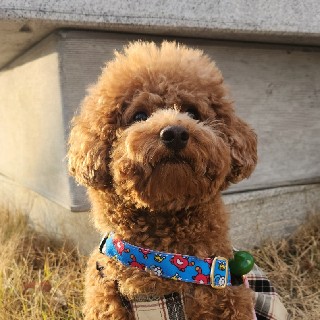 나나언니