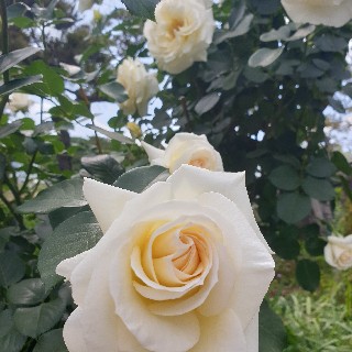프로필 이미지