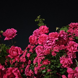 유저 프로필 사진