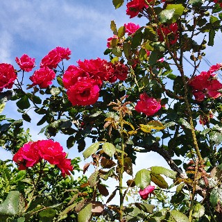 유자#FyxN님의 프로필 이미지