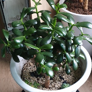 __♡-_-♡유채꽂3