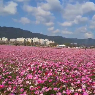 코코