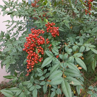 나는마가목님의 프로필 이미지