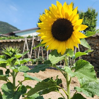 유저 프로필 사진