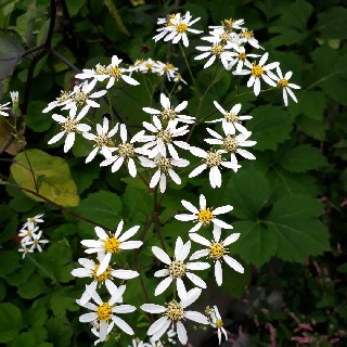 유저 프로필 사진