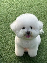 숑숑이#22VZ