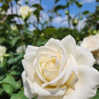 프로필 이미지