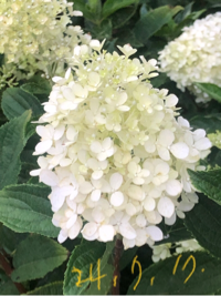 샤프란#HsxC님의 프로필 이미지