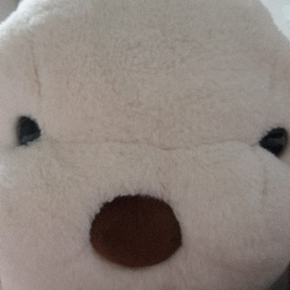 _꼴은꿀은 매일 캐럿다이브