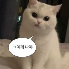 유저 프로필 사진