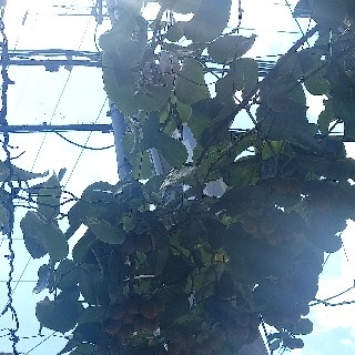 특별시민