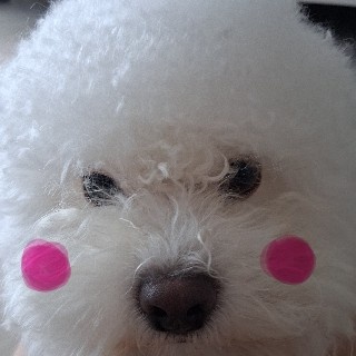 김멍뭉씨