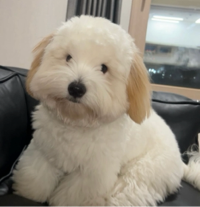 도리#ZPvI