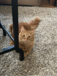my sweetheart 🐱💕님의 프로필 이미지