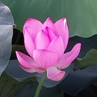 연민 할매